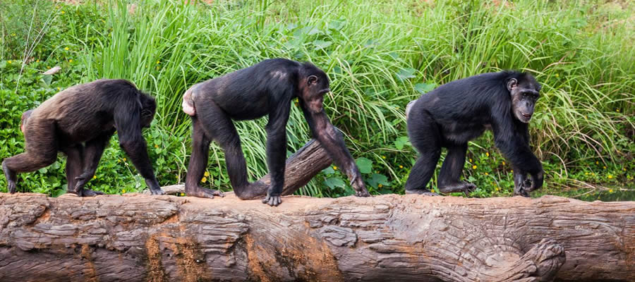 Chimpanzee Tours in Uganda