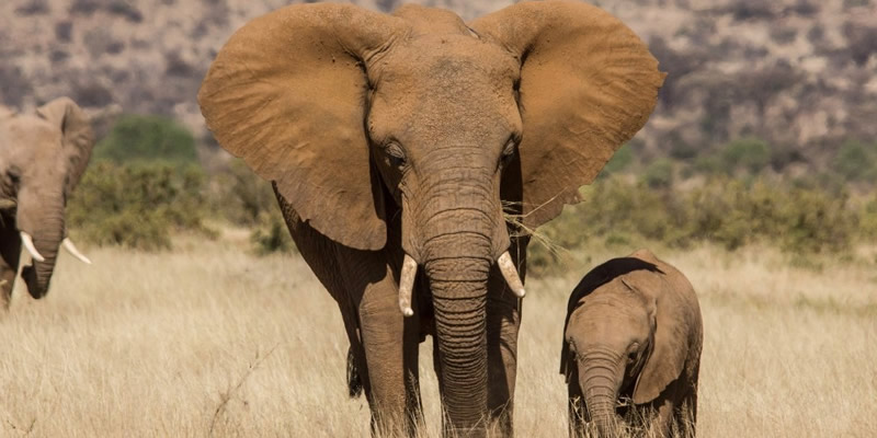 Savanna Elephants in Uganda